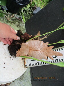 Drynaria quercifolia ドリナリア クエルシフォリア （1）