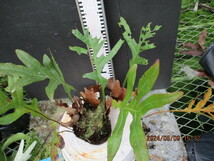Drynaria quercifolia ドリナリア クエルシフォリア （03）_画像6
