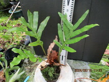 Drynaria quercifolia ドリナリア クエルシフォリア （2）_画像7