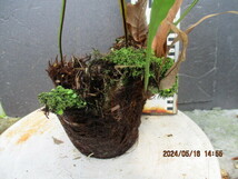 Drynaria quercifolia ドリナリア クエルシフォリア （4）_画像4