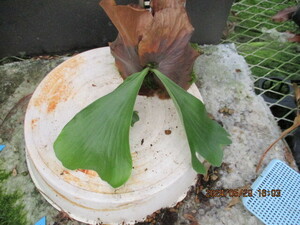 P (bifurcatum×elephantotisi) staghorn fern stock dividing 