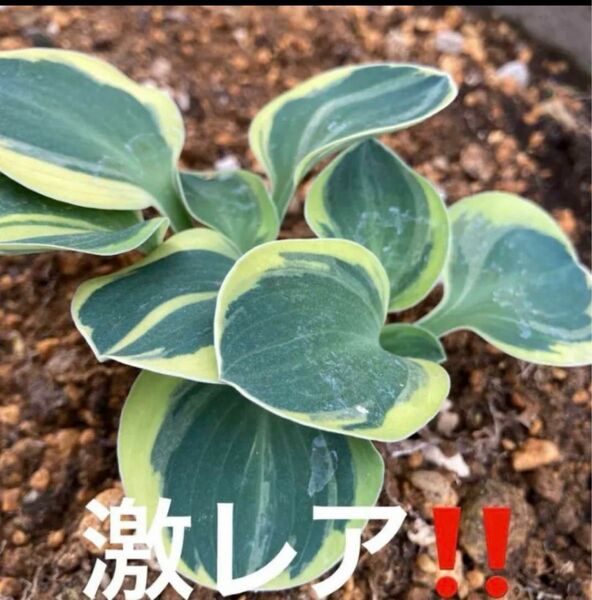 山野草　斑入りギボウシ　抜き苗