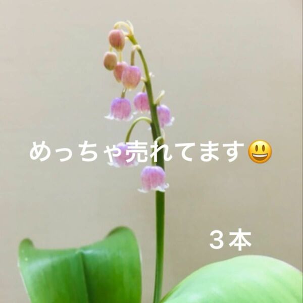 山野草　すずらんピンク　花付き抜き苗