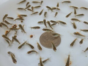 浜松らんちゅう　稚魚(3月28日産)　4回目選別はね(約1.5cm)　更紗系統　画像の魚全部　(約70匹)1回限定出品