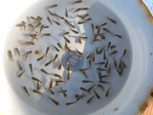 浜松らんちゅう　当歳魚　2月28日採集 画像のらんちゅう約より約50匹(約2.0cm)
