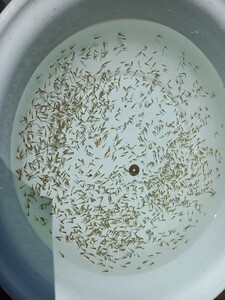 浜松らんちゅう　画像の稚魚から約150匹　稚魚(はねの魚)　3月29日採集 　最終出品