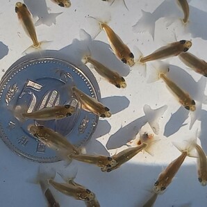 浜松らんちゅう 当歳魚 2月28日採集 画像のらんちゅう約より約50匹(約2.0cm)の画像8