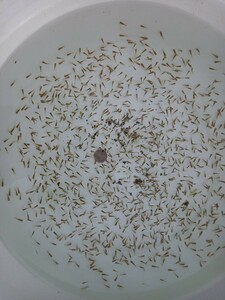 浜松らんちゅう　画像の稚魚から約100匹　稚魚(無選別)　5月1日採集　1回限定出品