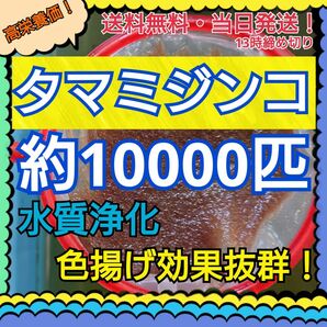 【送料無料】タマミジンコ 3g＋α増量中！約10000匹 メダカ 金魚などの活き餌に！ 【当日13時までのご入金で当日発送】