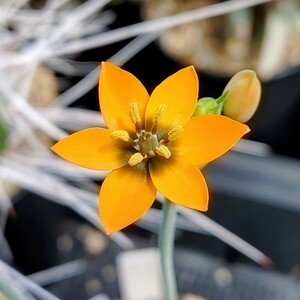 【自家採種“種子”/15粒】Ornithogalum dubium ‘orange flower’ (JAA 1064)/オーニソガラム・ダビウム//多肉植物/オレンジ花