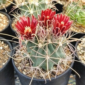 【自家採種“種子”/10粒】Ancistrocactus uncinatus (PP 829)/アンシストロカクタス・ウンキナツス/羅紗錦//多肉植物/サボテン