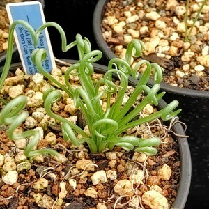 【自家採種“種子”/50粒】Albuca glandulifera (JAA 1089)/アルブカ・グランドゥリフェラ//多肉植物