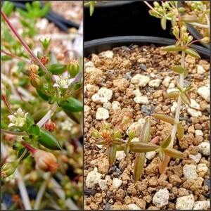 【自家採種“種子”/100粒】Crassula expansa subsp. expansa (Oudtshoorn, RSA)/クラッスラ・エクスパンサ//多肉植物