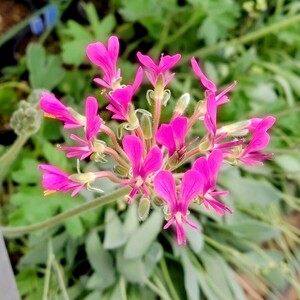 【自家採種“種子”/5粒】Pelargonium incrassatum (Garies, RSA)/ペラルゴニウム・インクラサツム//多肉植物