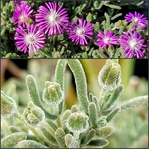 【自家採種“種子”/100粒】Drosanthemum ambiguum (Stanford, RSA)/ドロサンテマム・アンビグウム//多肉植物/メセン