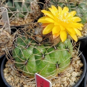 【自家採種“種子”/20粒】Matucana aureiflora (L 104)/マツカナ・アウレイフローラ//多肉植物/サボテン