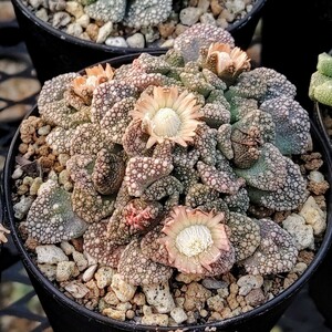 【自家採種“種子”/30粒】Titanopsis calcarea (SB 1111)/チタノプシス・カルカレア/天女//多肉植物/メセン