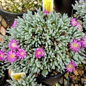 【自家採種“種子”/5粒】Delosperma sphalmanthoides (Komsberg Pass, RSA)/デロスペルマ・スパルマントイデス//多肉植物/メセンの画像1