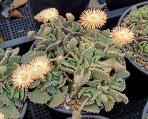 【自家採種“種子”/30粒】Aloinopsis malherbei (Kliprand, RSA)/アロイノプシス・マルヘルベイ/天女雲//多肉植物/メセン