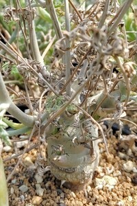 【自家採種“種子”/15粒】Pelargonium parviflorum (JAA 2327)/ペラルゴニウム・パルビフロルム//多肉植物