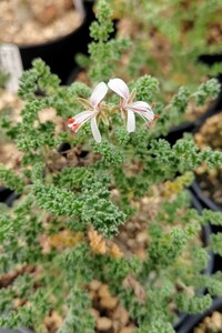 【自家採種“種子”/5粒】Pelargonium alternans (Nieuwoudtville, RSA)/ペラルゴニウム・アルテルナンス//多肉植物