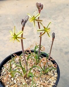 【自家採種“種子”/10粒】Albuca gethylloides (JAA 1744)/アルブカ・ゲチロイデス//多肉植物