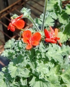 【自家採種“種子”/5粒】Pelargonium fulgidum (Umdaus, RSA)/ペラルゴニウム・フルギドゥム//多肉植物