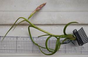 Tillandsia intermedia　原種　エアープランツ　チランジア インターメディア ティランジア
