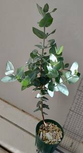  real raw Eucalyptus cordata. kind eucalyptus koruda-ta herb 