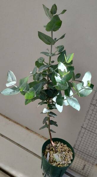 実生　Eucalyptus cordata　原種　ユーカリ コルダータ　ハーブ