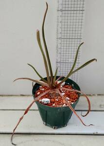 Aloe richardsiae 'setosa' ES21625 W. Namanyere　原種 グラスアロエ 球根アロエ リカルドシアエ セトーサ 多肉植物