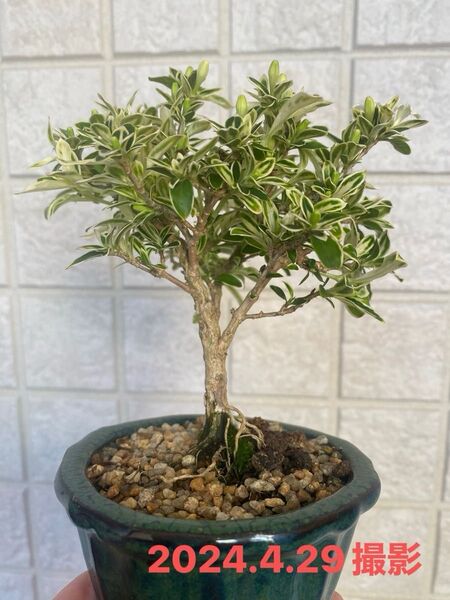 ハクチョウゲ 小品盆栽 白花 bonsai