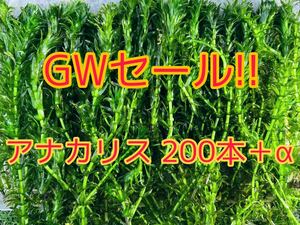 ★ゴールデンウィーク特別価格 アナカリス（オオカナダモ）約20cm 200本＋α メダカ ザリガニ 水草 アクアリウム 餌 ビオトープ