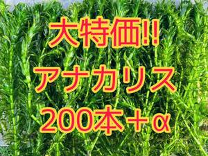 ★ポストに投函 アナカリス（オオカナダモ）約20cm 200本＋α メダカ ザリガニ 水草 アクアリウム 餌 ビオトープ