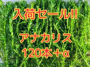 ★入荷セール!! アナカリス（オオカナダモ）約20cm 120本＋α メダカ ザリガニ 水草 アクアリウム 餌 ビオトープ