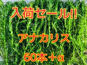 ★入荷セール!! アナカリス（オオカナダモ）約20cm 60本＋α メダカ ザリガニ 水草 アクアリウム 餌 ビオトープ