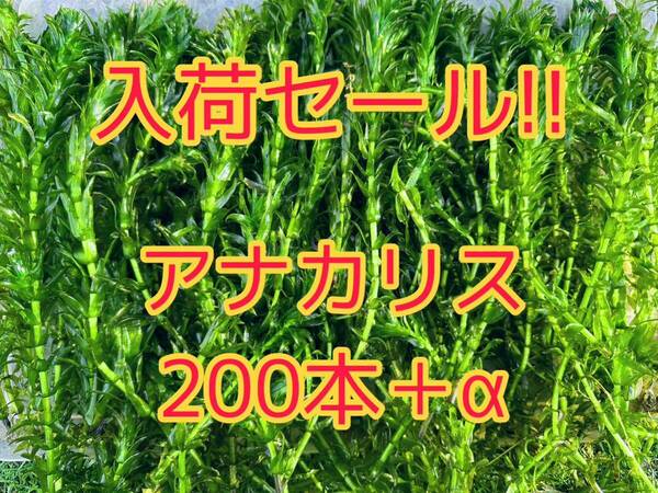 ★入荷セール!! アナカリス（オオカナダモ）約20cm 200本＋α メダカ ザリガニ 水草 アクアリウム 餌 ビオトープ