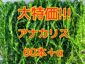 ☆ポストにお届け アナカリス（オオカナダモ）約20cm 60本＋α アクアリウム ビオトープ メダカ ザリガニ 餌