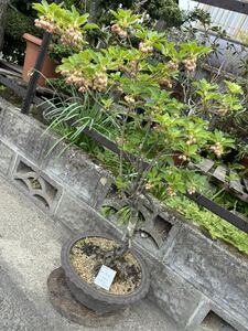 dou Dan azalea bonsai plant 