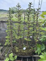 エゾマツ　盆栽　北海道産　特大サイズ　引き取り又は個別運搬_画像4