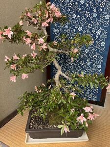  Rhododendron indicum бонсай длина 65 ширина 45