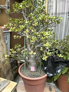  gold. become tree bonsai plant large size 