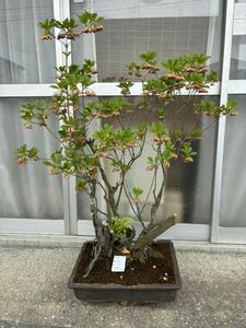 dou Dan azalea bonsai extra-large size 