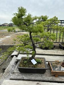 matsu pine bonsai 