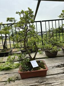  Rhododendron indicum бонсай satsuki 