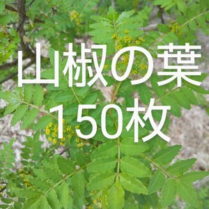 山椒の葉 150枚 新鮮 農薬不使用　天然物