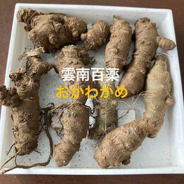 オカワカメ　雲南百薬　根塊　むかご