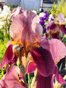  установленный светло-коричневый тон german Iris луковица * не комплект луковица 3 АО.3 лампочка. кроме того, 5. и больше . корень садоводство большой колесо Iris.
