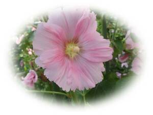 ホリホック 　薄ピンク　20粒　立葵　たちあおい　5年自家採取　種 花が大好き