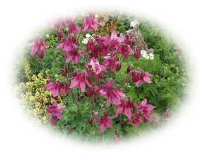 おだまき　濃いピンク　30粒　オダマキ　耐寒性多年草　5年自家採取　花が大好き